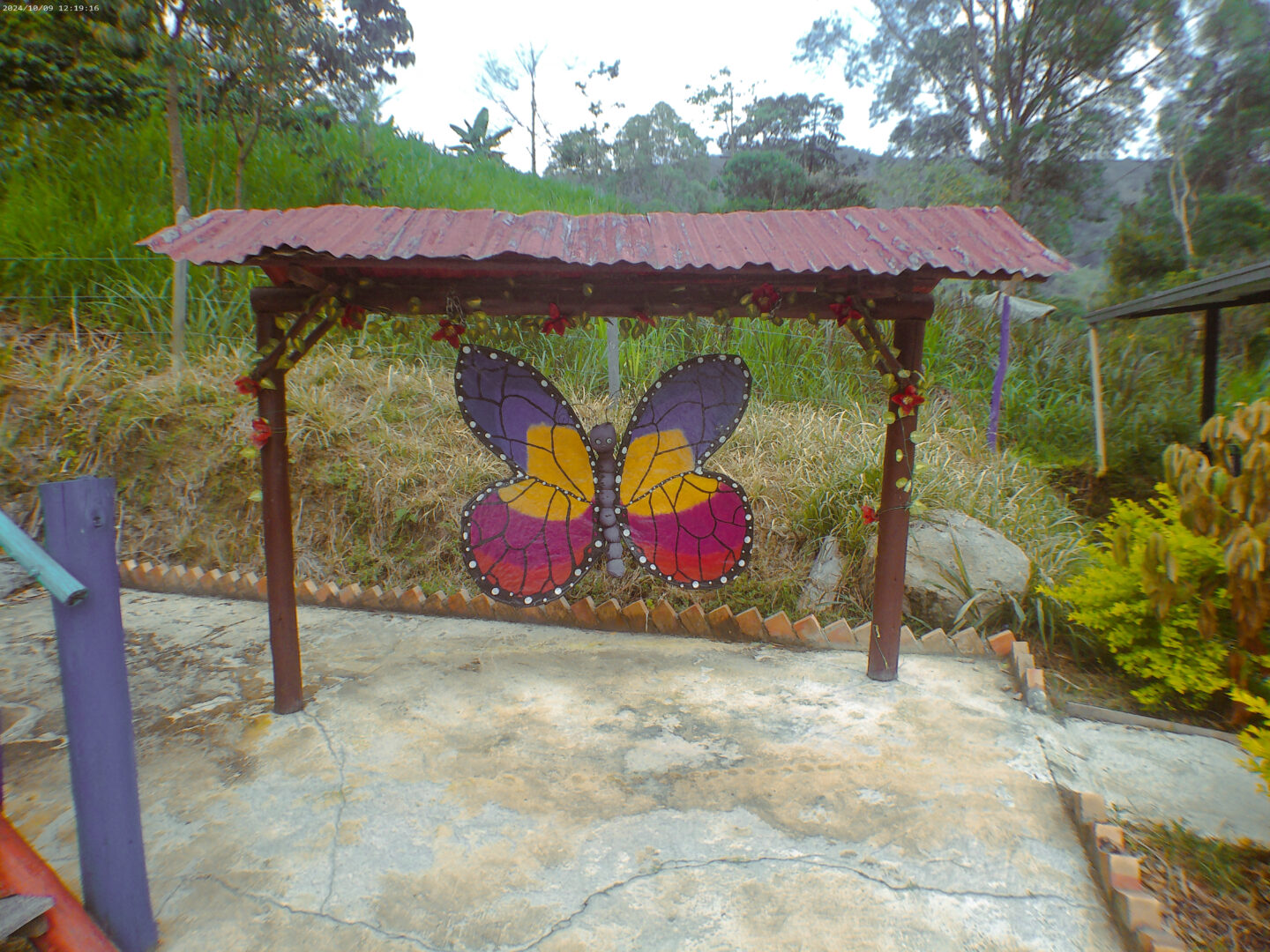 A butterfly from pitalito dtravlr