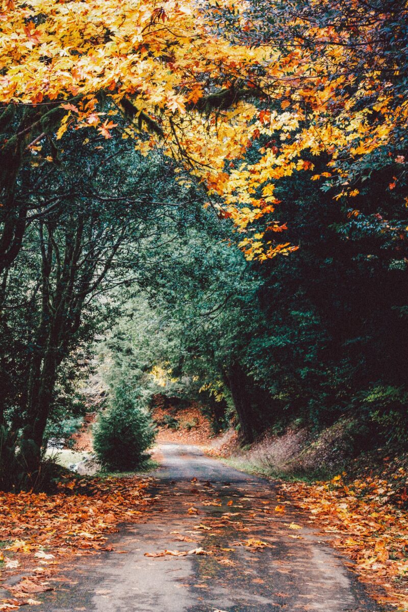 Why Slow Travel is the Best Way to Explore: A Guide to Immersive Exploration