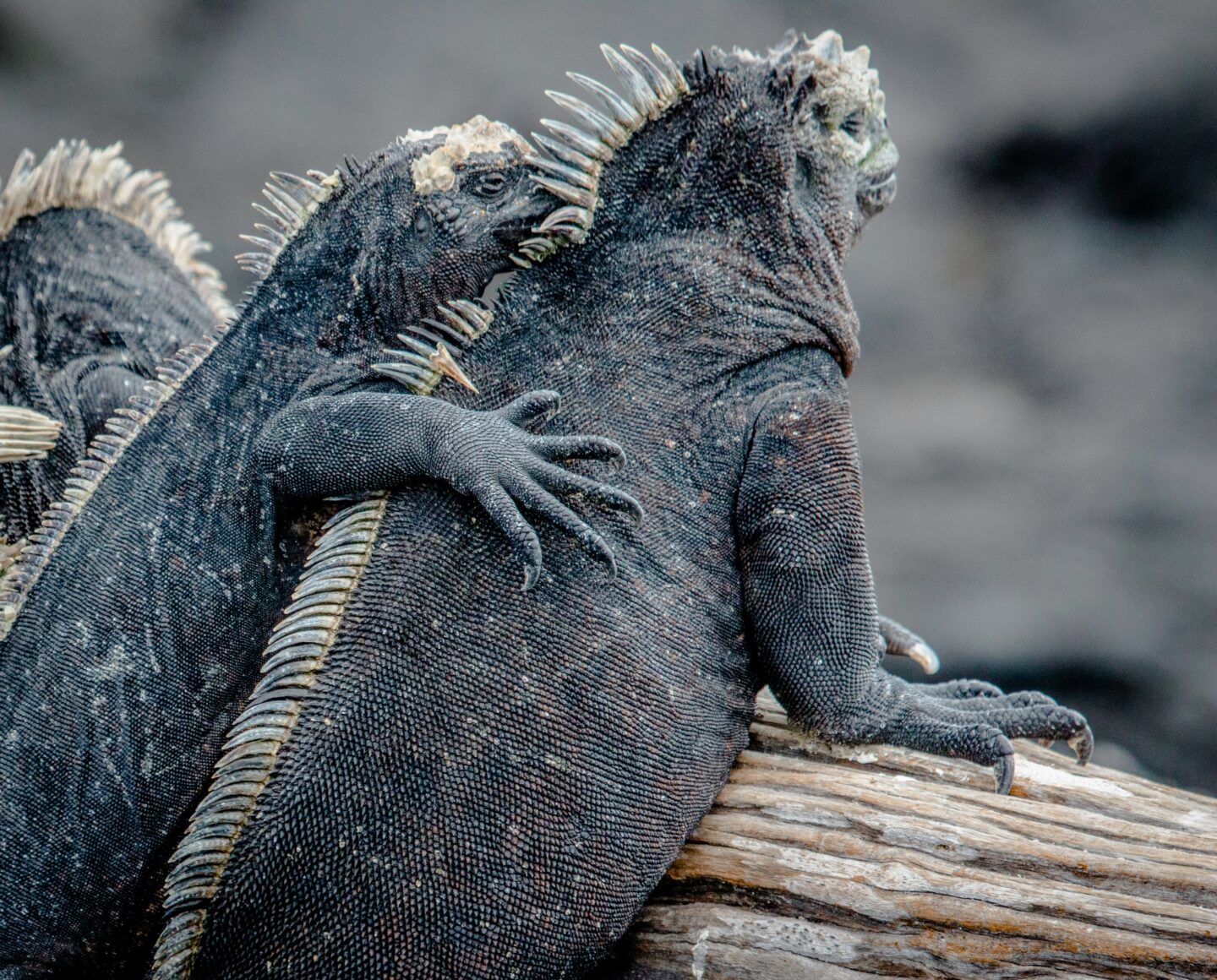 galapagos ecuador destiny