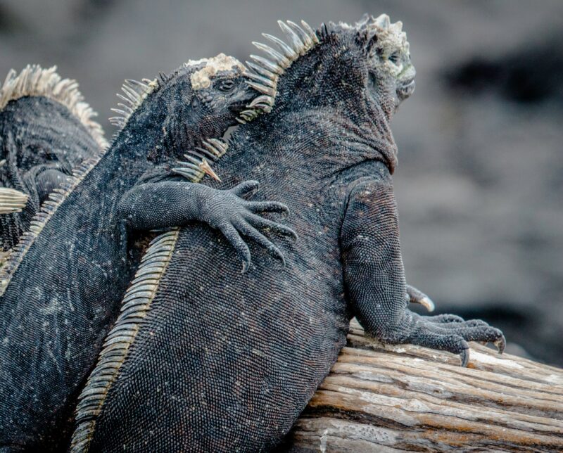 The Galápagos Islands: Wildlife Adventures