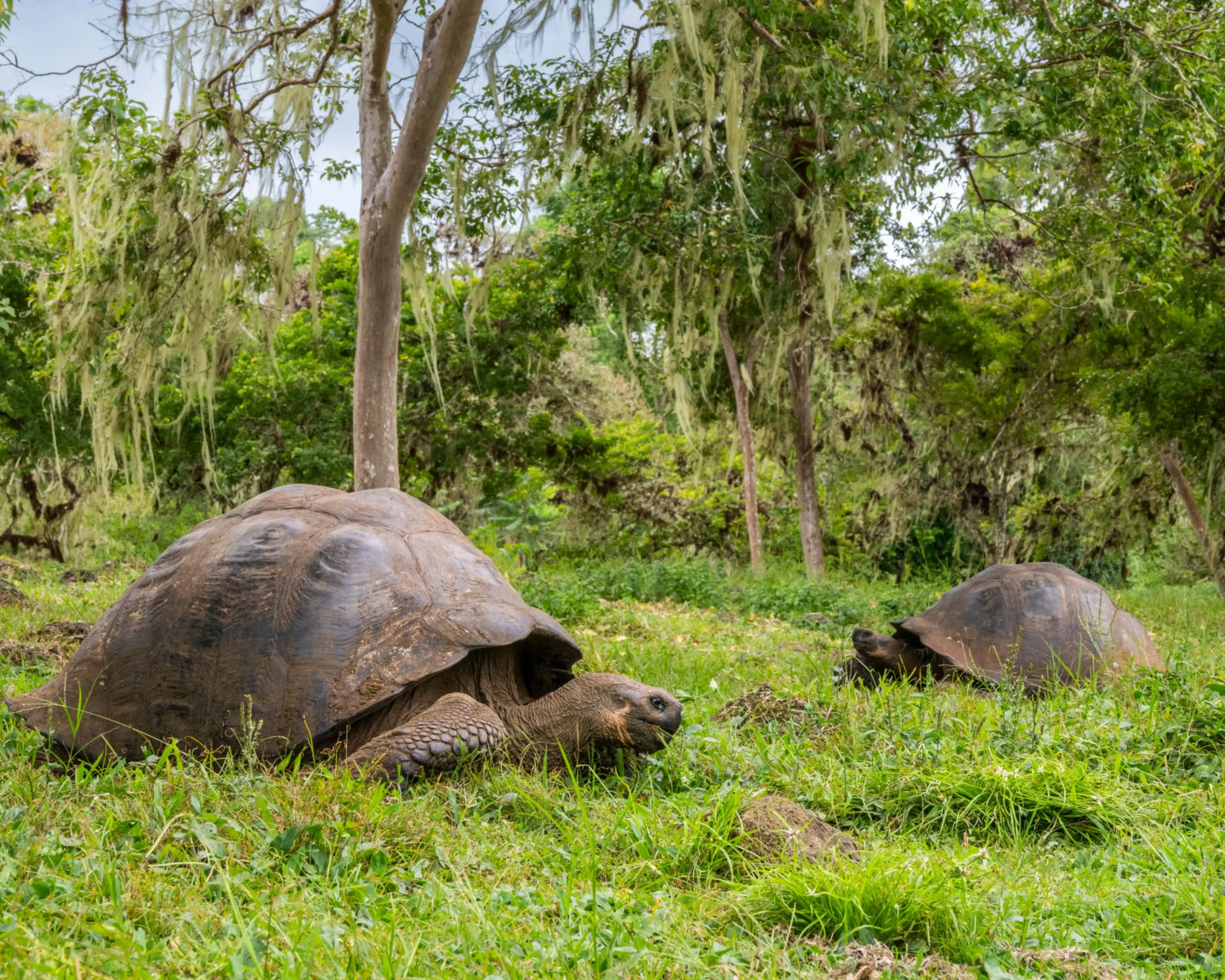 The Galápagos Islands: Wildlife Adventures 1 galapagos ecuador destiny